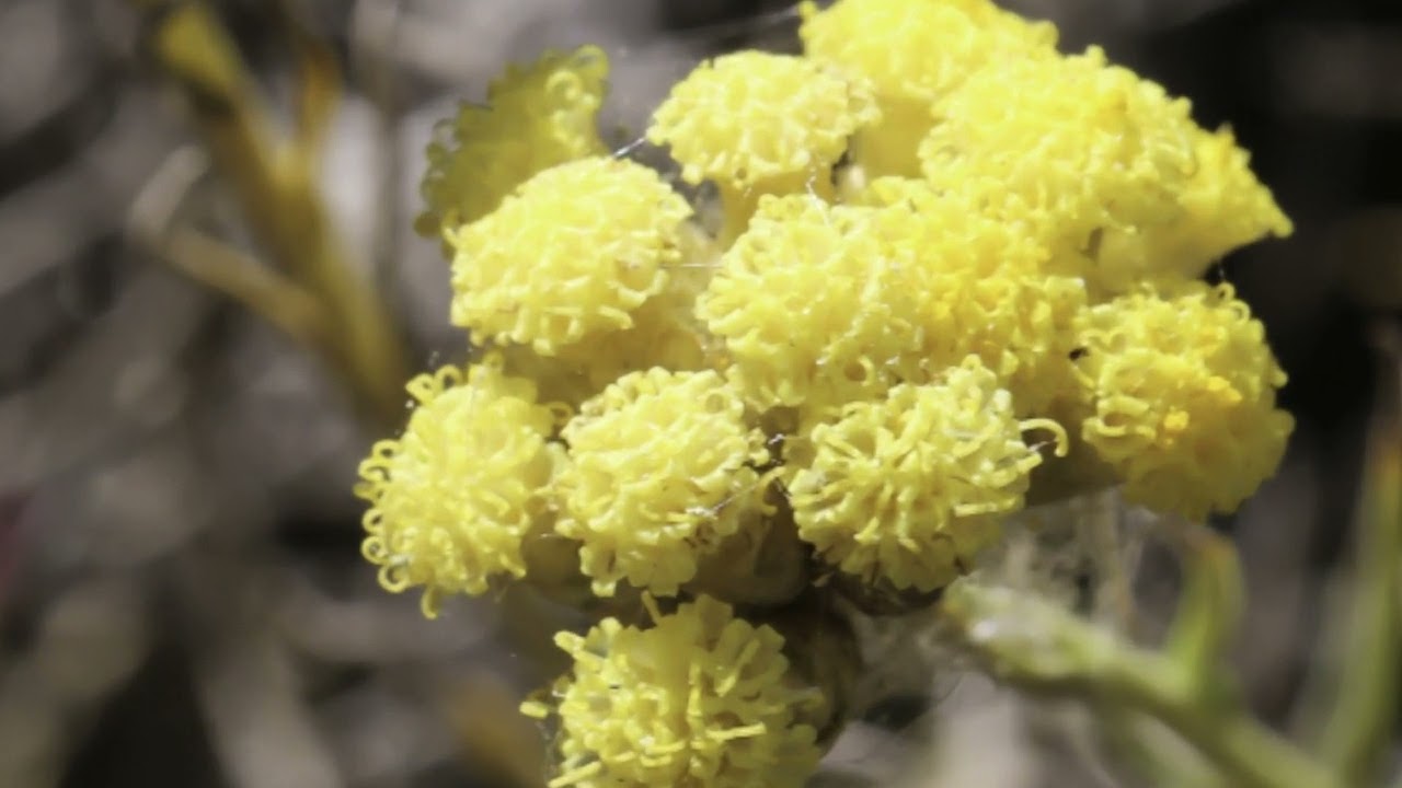 Эфирное масло бессмертника мадагаскарского: как его правильно использовать?