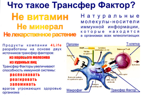 Виды туристического трансфера