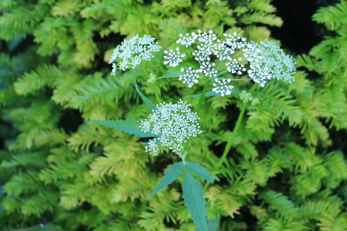 Эфирное масло аджована (Trachyspermum ammi): как его правильно использовать?