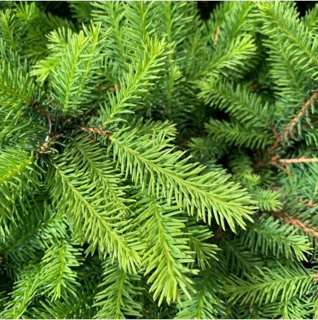 Эфирное масло ели (Picea abies): как правильно его использовать?