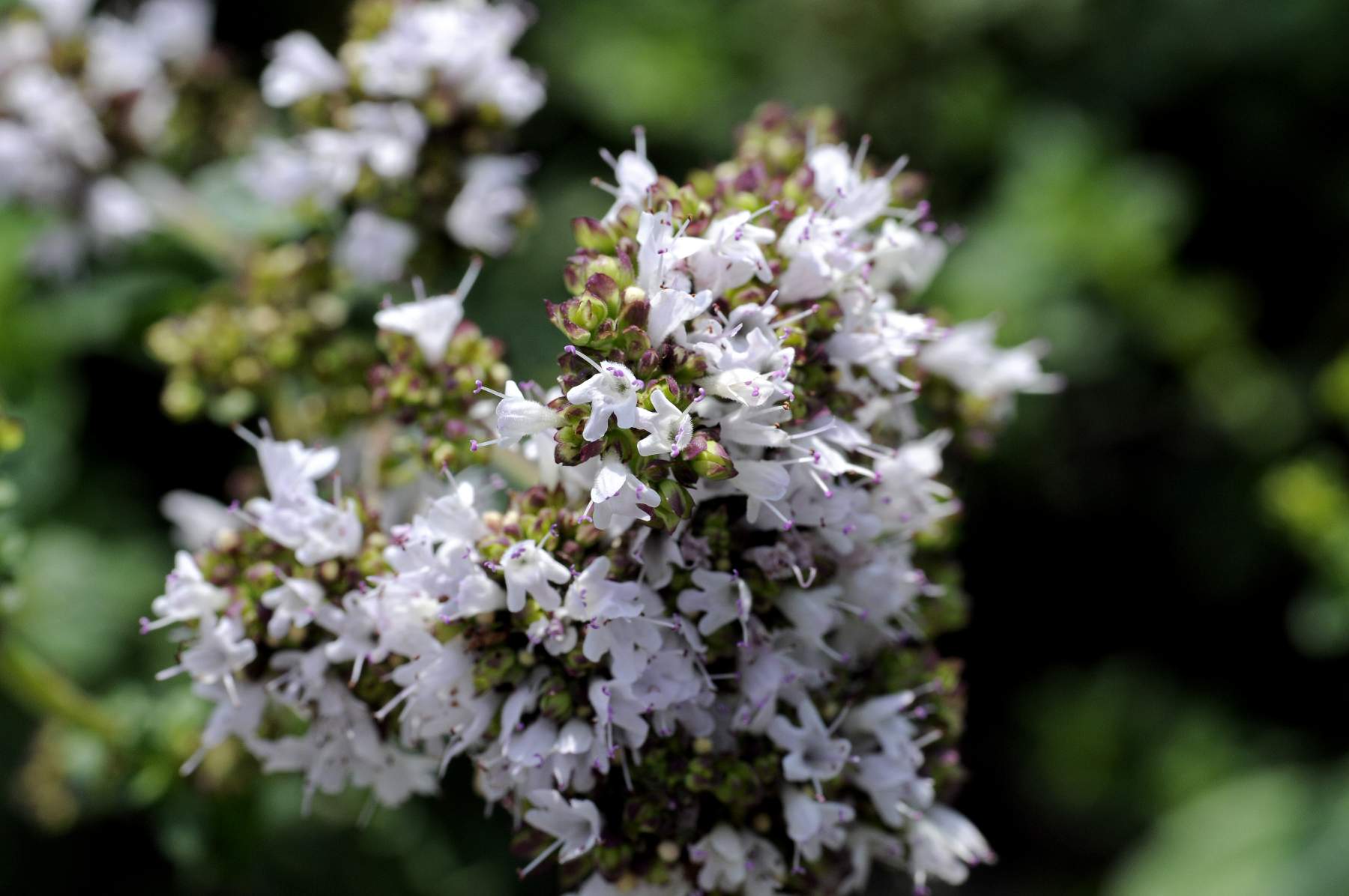 Эфирное масло майорана (хемотип: туянол) (Origanum majorana thujanol): как его правильно использовать?