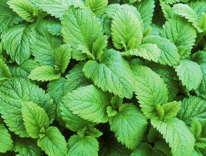 Эфирное масло лимонной мяты (Mentha citrata): как его правильно использовать?