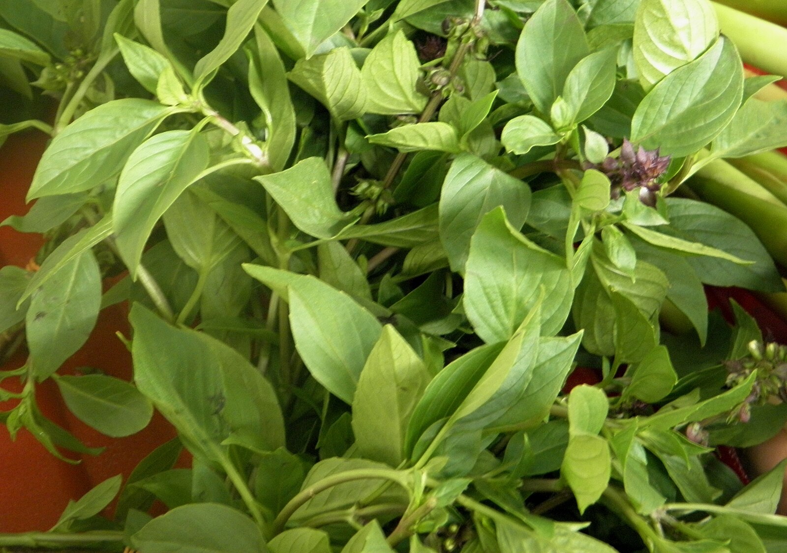 Эфирное масло базилика (хемотип: линалоол) (Ocimum basilicum linalol): как его правильно использовать?