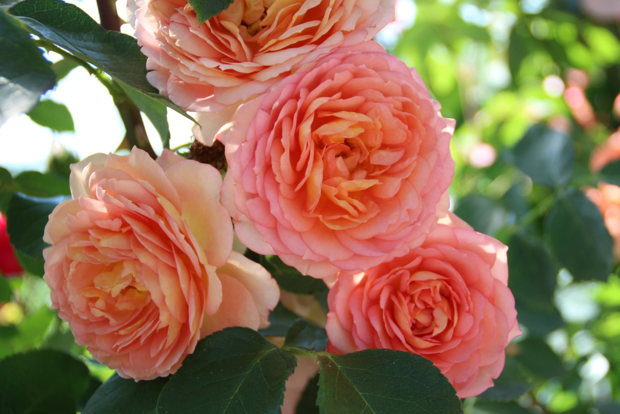 Миниатюрные розы в саду и квартире