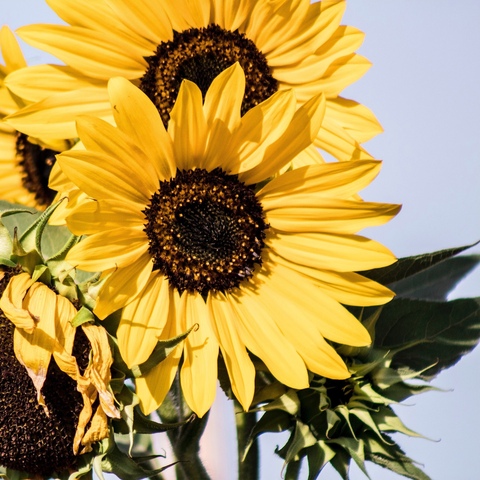 К лету Готов!