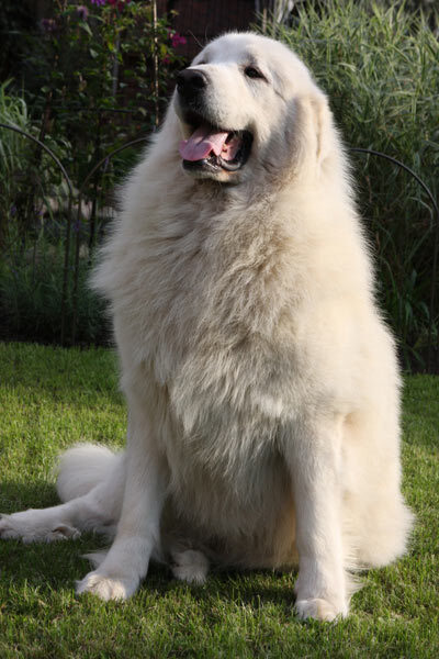 Большая пиренейская собака (пиренейская горная собака)