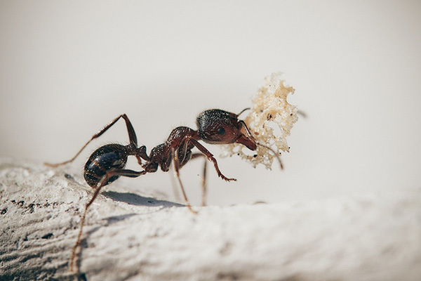 Польза и вред муравьев на огороде