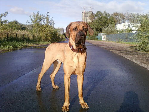 Токийская бойцовая собака