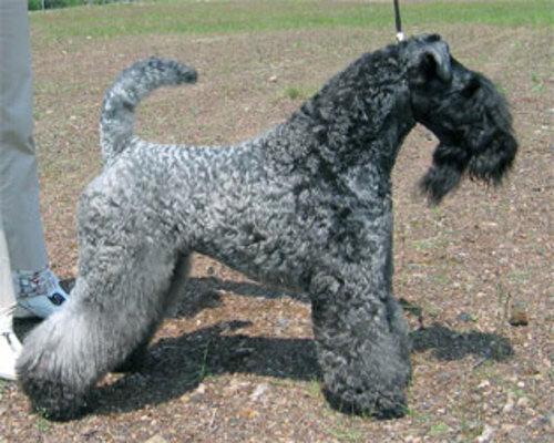 Керри-блю терьер