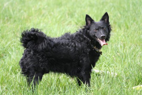 Муди (Венгерская пастушья собака)