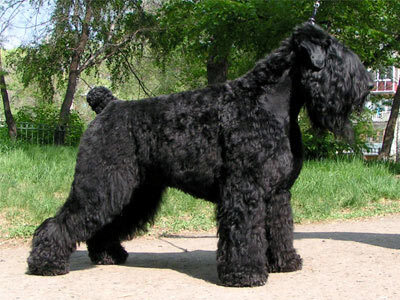 Порода собак черный терьер русский