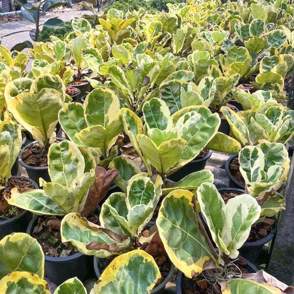 Грунты, субстраты и подкормка (удобрения) для фикуса лирата ...