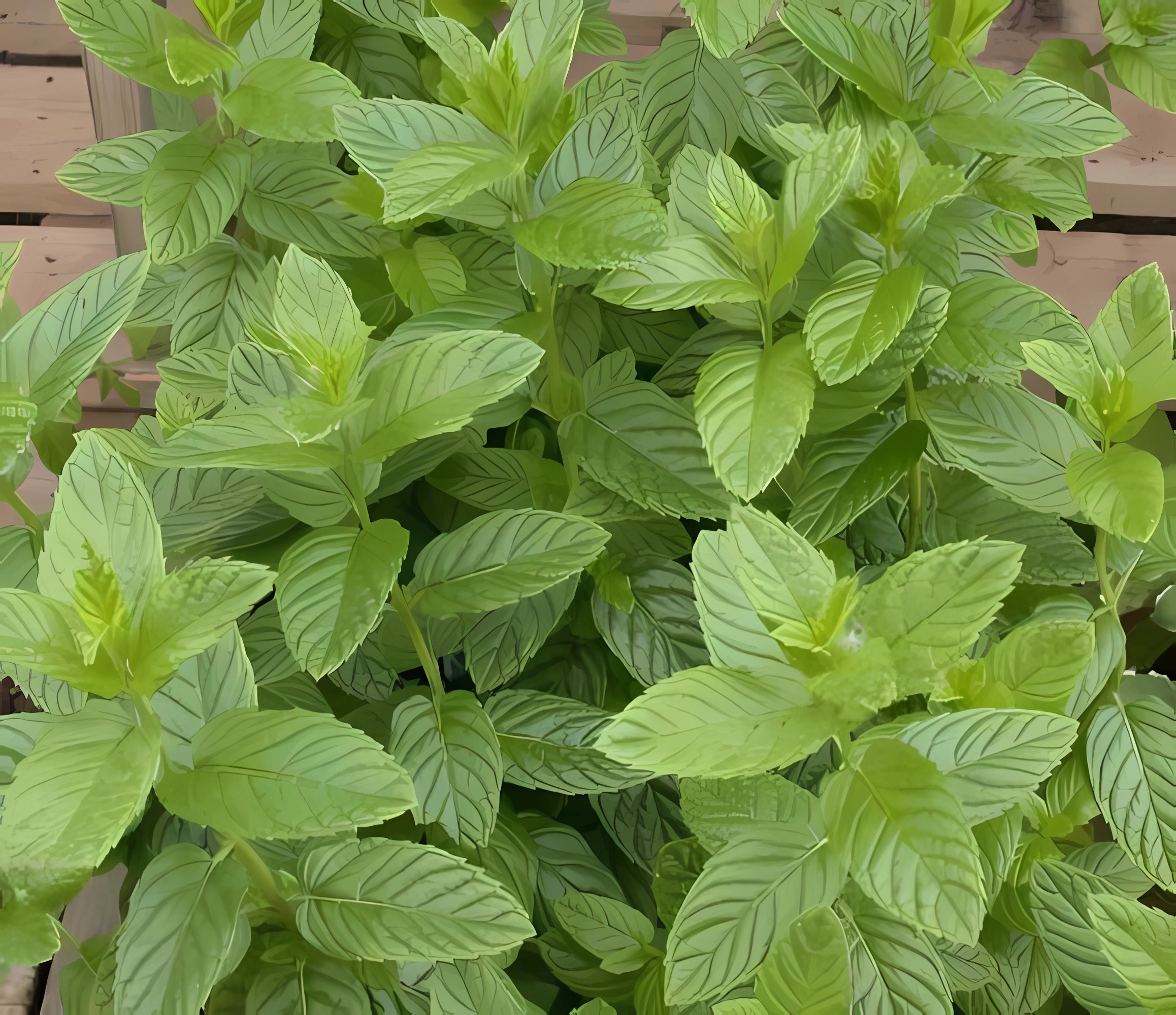 Эфирное масло мяты перечной (Mentha spicata): как его правильно использовать?