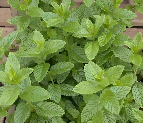 Эфирное масло мяты перечной (Mentha spicata): как его правильно использовать?