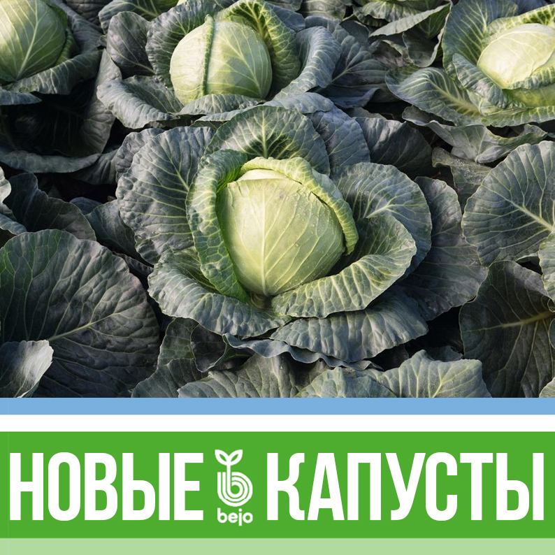 Овощные культуры семейства Brassica