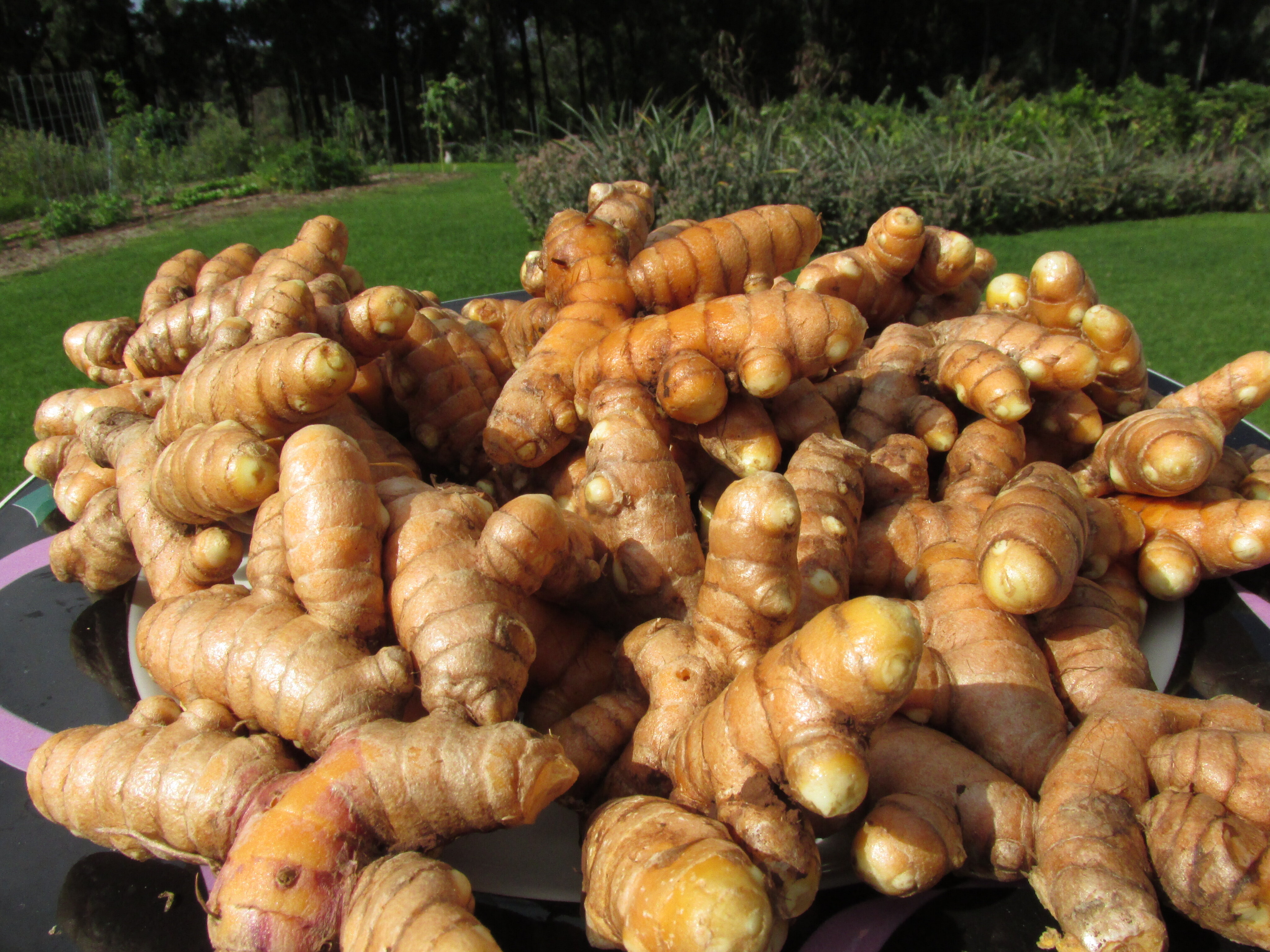 Эфирное масло зедоария (Curcuma zedoaria): как его правильно использовать?