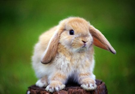 Крольчатник на даче. Как сделать клетку для кроликов своими руками?