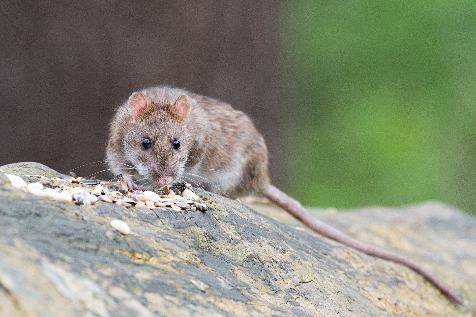 Какой отпугиватель мышей и крыс выбрать для частного дома?
