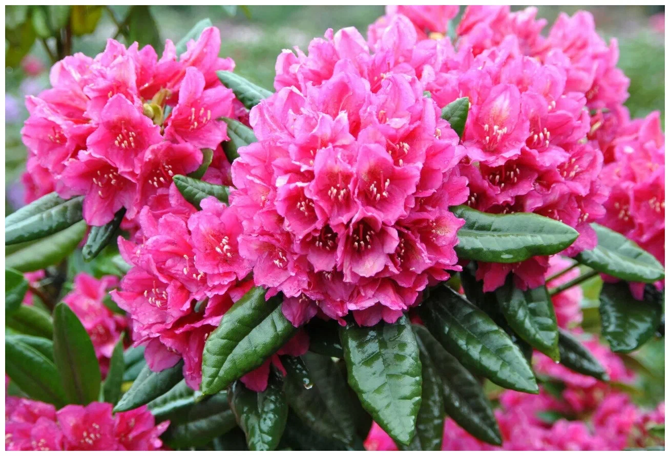 Эфирное масло рододендрона: как его правильно использовать?