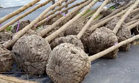 Как правильно упаковывать ком растения: руководство для успешной пересадки