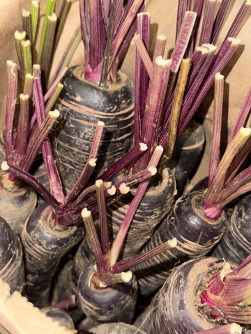 Фиолетовая морковь: возвращение к истокам и современный суперфуд