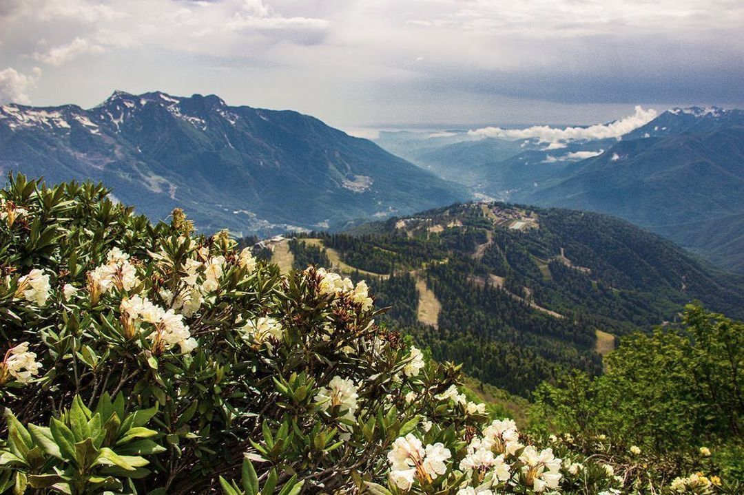 Саган дайля чай фото