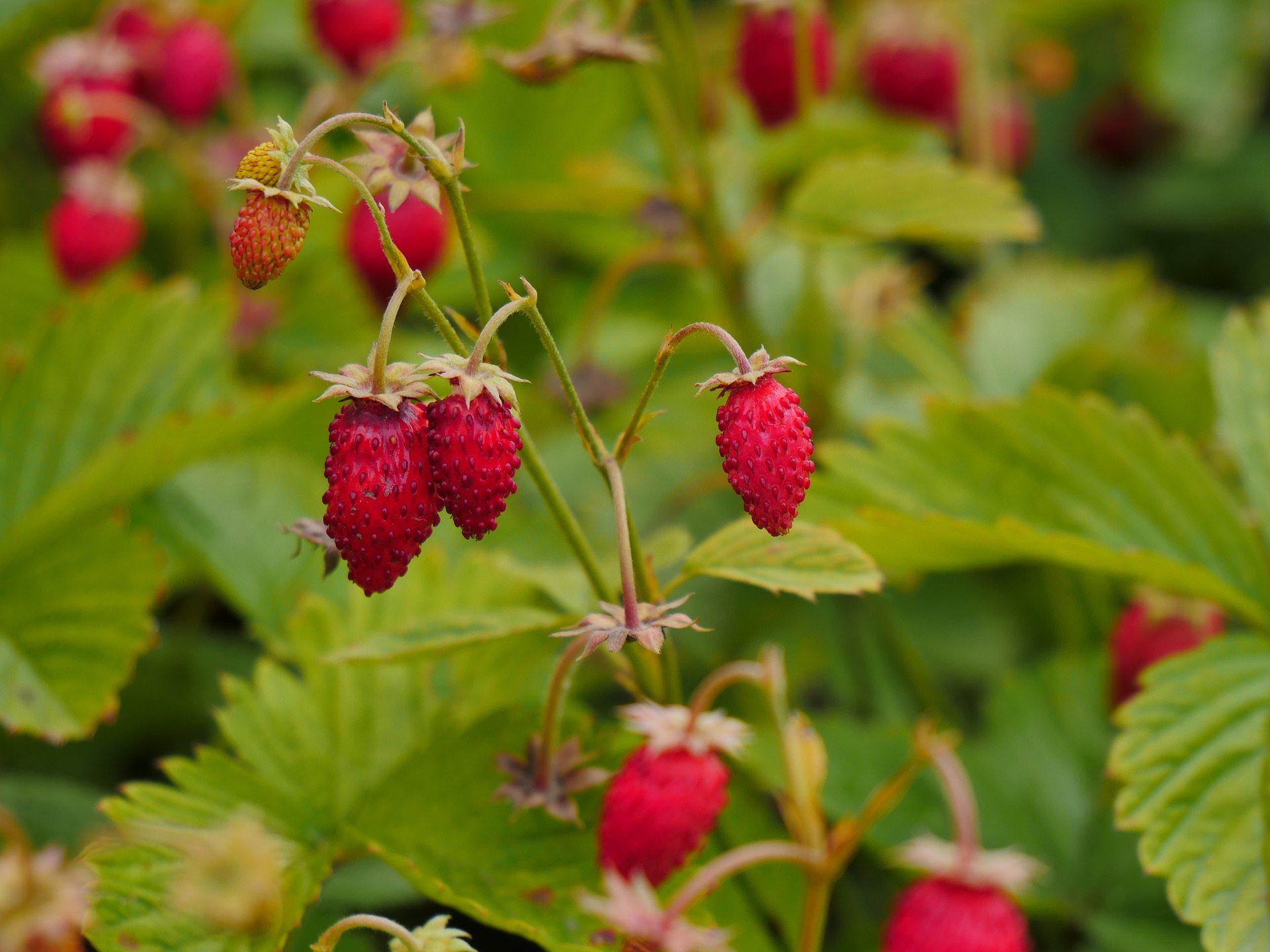 Фото земляники. Fragaria vesca. Шпанка ягода Лесная. Земляника Лесная и Садовая. Земляника мускусная Шпанка.