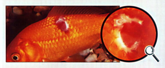 Опухоль у золотой рыбки | АквариумОК
