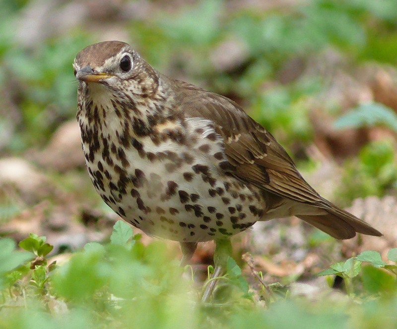 Черный дрозд (Turdus merula) - Приокско-Террасный государственный природный биосферный заповедник