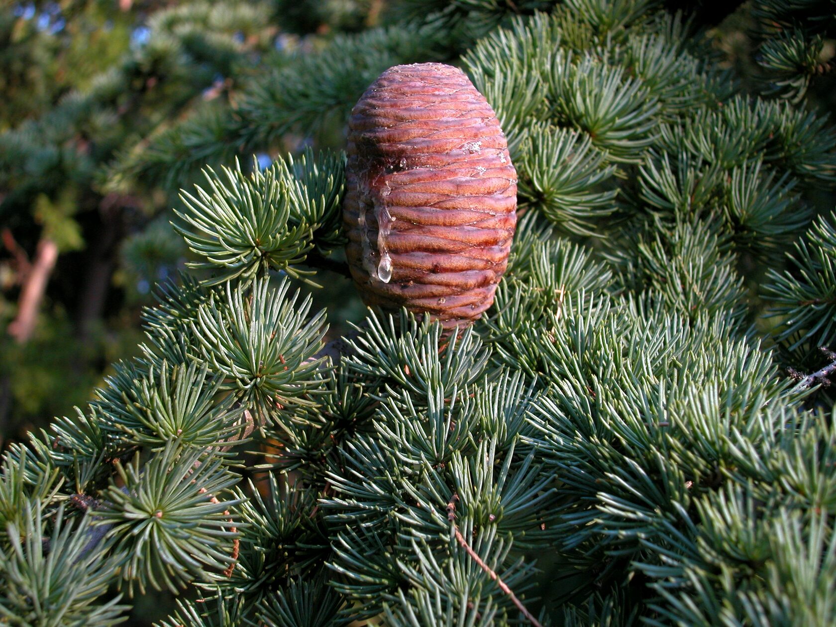 Эфирное масло кедра атласского: как его правильно использовать?