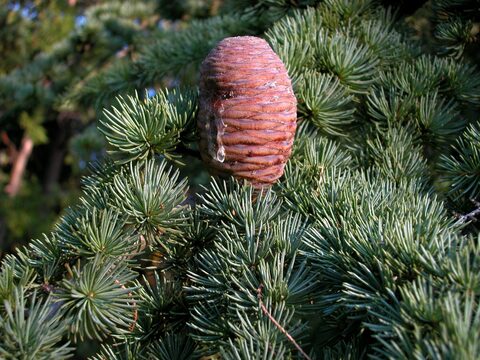 Эфирное масло кедра атласского: как его правильно использовать?