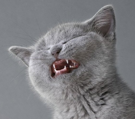 Почему кошка чихает?
