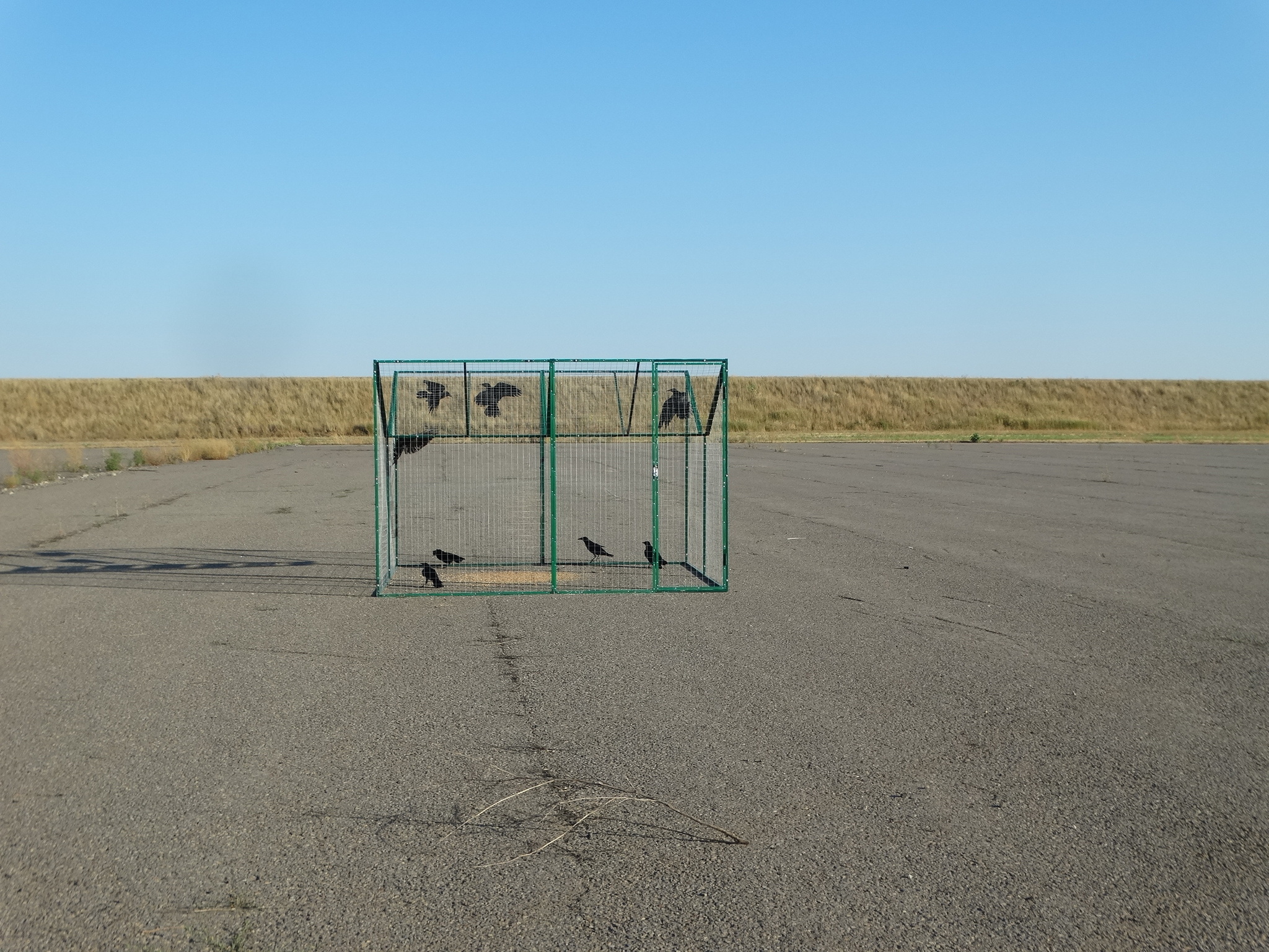 Стационарная ловушка ворон Викинг-1 в аэропорту Платов. Стационарная ловушка ворон Викинг-1 в аэропорту Платов.