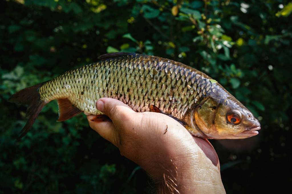 На летнюю реку с фидером. 5 советов для успешной рыбалки