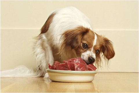 Сырое мясо в рационе собаки: можно ли?