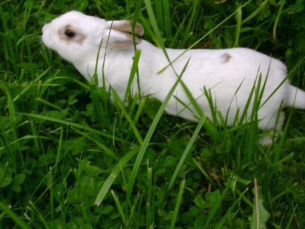 Условия содержания кроликов дома