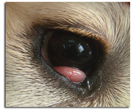 Бельмо у собаки на глазу: как и чем лечить, причины появления