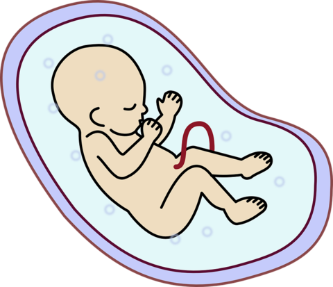 10 интересных фактов о зачатии