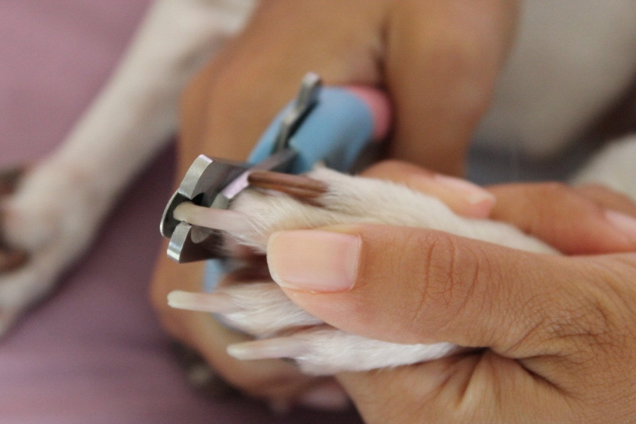Чем и как подстричь когти собаке если она не дается: Обрезка когтей собаке в домашних условиях
