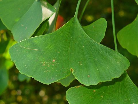 Гинкго билоба (Ginkgo biloba)