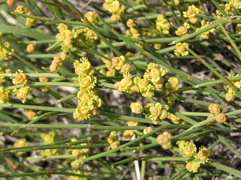 Эфедра обыкновенная (Ephedra vulgaris, distachya)