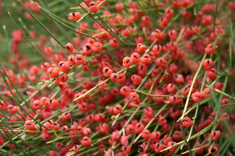 Эфедра большая (Ephedra procera, major)