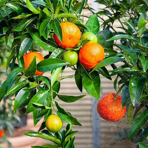 Эфирное масло клементина петитгрейн (Citrus reticulata Blanco): как его правильно использовать?