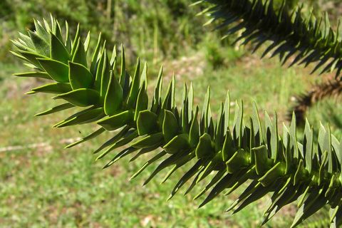 Араукария чилийская (Araucaria araucana)