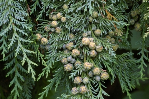 Кипарисовик Лавсона (Chamaecyparis lawsoniana)