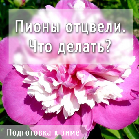 Пионы отцвели. Что делать? Подготовка на зиму