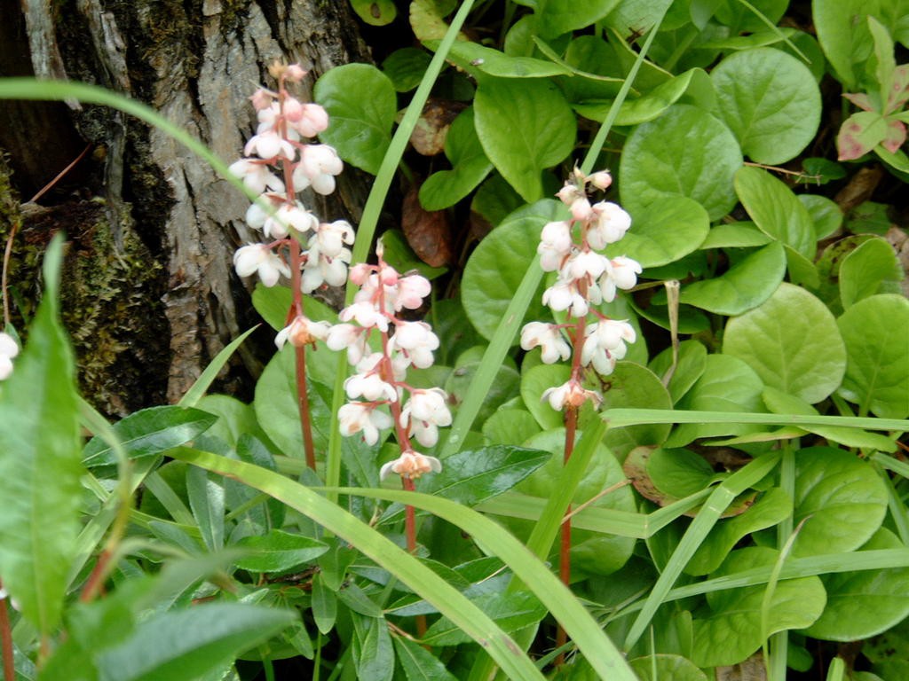 Эфирное масло грушанки: как его правильно использовать?