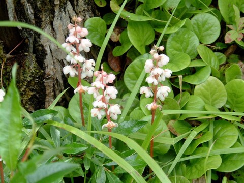 Эфирное масло грушанки (Gaultheria fragrantissima): как его правильно использовать?