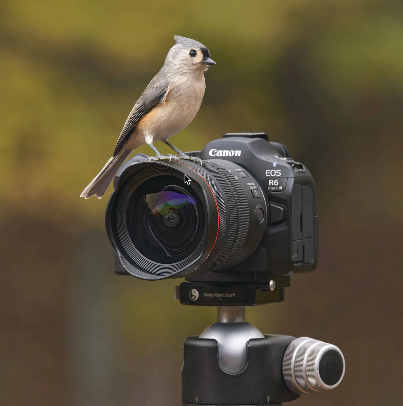 Наконец-то! Представлен Canon EOS R6 Mark III