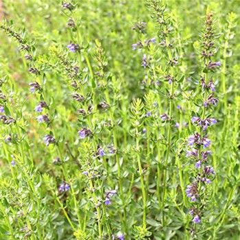 Эфирное масло иссопа лежачего (Hyssopus officinalis decumbens/montana): как его правильно использовать?